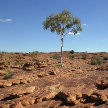 The Outback